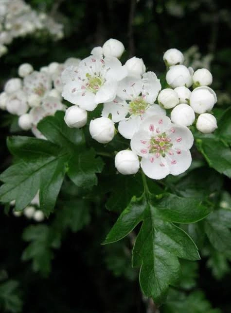 Hawthorn Leaf & Flower